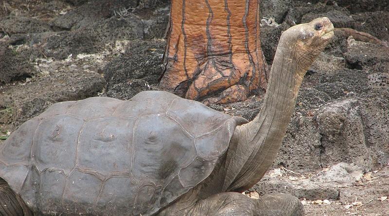 Giant Galapagos tortoise, Lonesome George, looking his most majestic By Scientific American, adapted by Newsela staff Nov.