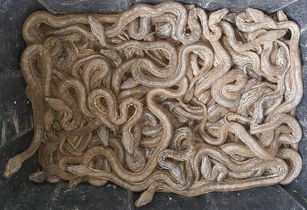 14 Reproduction Snakes locate partners using the Organ of Jacobson to follow scent trails of glandular secretions from the skin and cloaca of females.