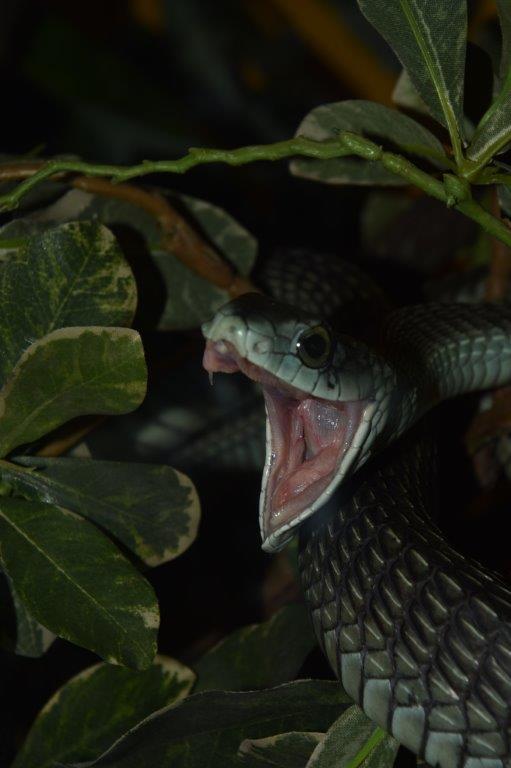 Rear fanged snakes are also known as Opisthoglyphous snakes (rearward grooved).
