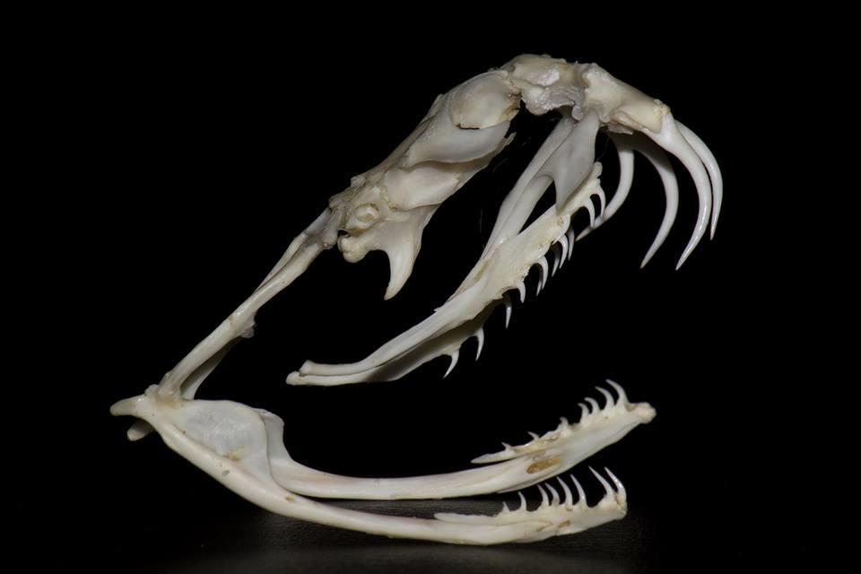 6 Group 4 - Hinged Front Fanged (Moderately to highly venomous) Hinged front fanged, or Solenoglyphous, snakes (pipe grooved) have the most evolved venom delivery method of all snakes.