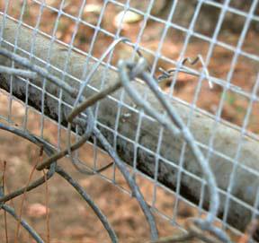 Below you can see the mesh fencing attached to the top of the chain link fence. The mesh is strong enough to stand upright on it's own.
