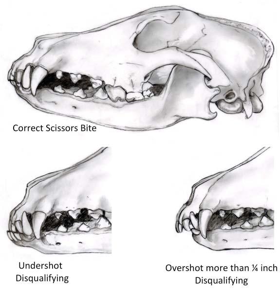 The Whippet breed as a whole has very few bite or mouth issues. An off bite, particularly one that appears before you in the show ring, is a very rare exception.