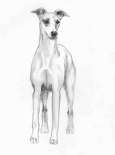 Elaboration The outline of the Whippet is arguably its most important and distinct feature.