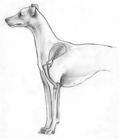 Please remember that, unlike most breeds that require short coupling through the loin, Whippets must have length, breadth and elasticity through the loin.