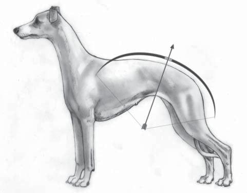 The tail should reach at least to the hock when drawn down along the hind leg. A low tail set is important as the tail functions as a rudder when the dog is running at speed.