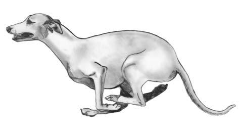 All dogs, running hounds or otherwise, will possess a small divot in the topline in the thoracic region at the anticlinal vertebrae (between the thoracic and the lumbar vertebrae).