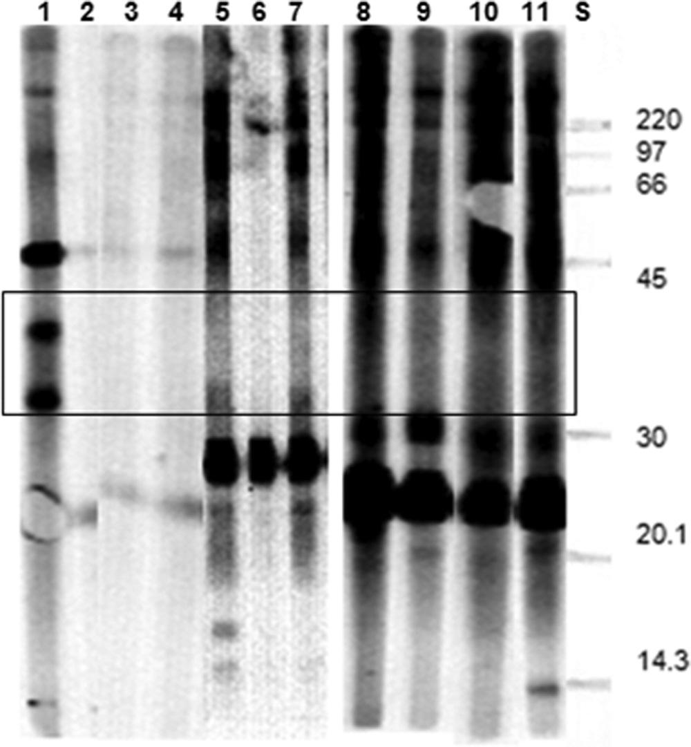 1566 DANGOUDOUBIYAM AND KAZACOS CLIN. VACCINE IMMUNOL. secondary antibody [peroxidase-conjugated Affinipure goat anti-rabbit IgG(H L)] was used at a 1:10,000 dilution. RESULTS SDS-PAGE analysis of B.