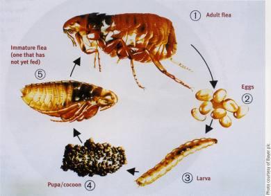All you want to know about fleas! The flea species most commonly found in homes, the cat flea or Ctenocephalides felis, occurs on both cats and dogs and also bites people.