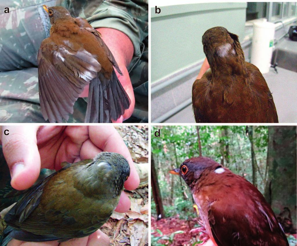 SHORT COMMUNICATIONS 933 FIG. 1. The four Adult White-necked Thrushes with white plumage aberrations captured between June 2014 and March 2015 on Ilha Grande, Rio de Janeiro, Brazil. Photos by J.