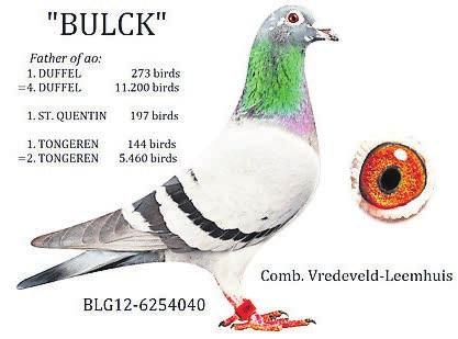 SIRE 01-5165603 Game Boy he is a very famous pigeon and he is a winner of 2nd Ace pigeon WHZB winning 1st Beek 3,935b, 4th Hasselt 12,302b, 4th Hasselt 6,152b, 10th Maaseik 6,926b and 18th Boxtel