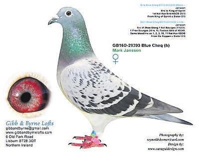 Stefan comes from the same bloodlines as 1, 2, 3, 10 & 11th National Ace Pigeons KBDB. The sire to Stefan is De Rappen and his dam is Sister Ace 018. DAM B- 15-2205033 Roadster Mark Janssen.