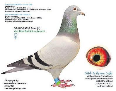 She is the nest sister to the previous lot. SIRE B-15-2205270 Stefan Mark Janssen.  Stefan comes from the same bloodlines as 1, 2, 3, 10 & 11th National Ace Pigeons KBDB.
