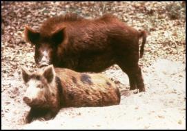 Three Types: Feral domestic swine