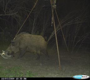Reproduction: Boars Develop subcutaneous