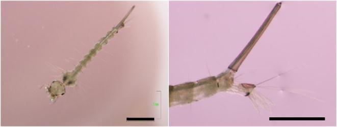 Species-level identification of mosquitoes was done through microscopic examination of the morphology and chaetotaxy of the head, thorax, and abdominal segments (particularly
