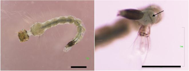 Images of the larvae were taken using the digital micrography function of the Nikon SMZ800 stereozoom microscope. First and second instar larvae were not included in the count.