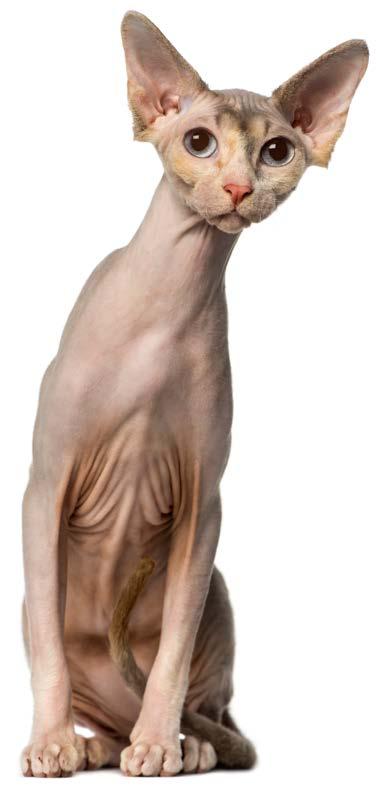 Unlike hairless dogs, hairless cat breeds have only been around for a few decades. The beautiful sphynx cat is a result of a gene s natural mutation.