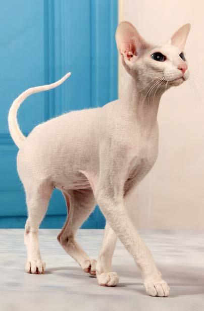 Cool Cats sphynx cat Mutant Magic Sometimes a gene can change unexpectedly. That change is called a mutation. Most hairless animal breeds are caused by such a mutation.