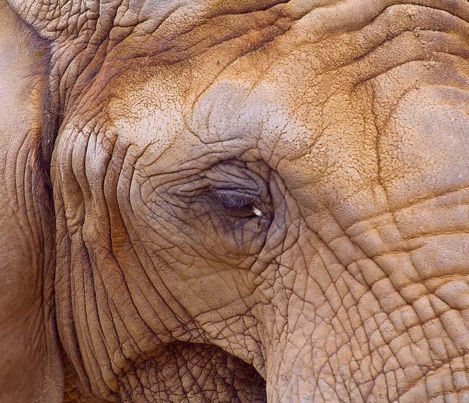 Elephants and rhinoceroses have thick skin to help protect them from the sun