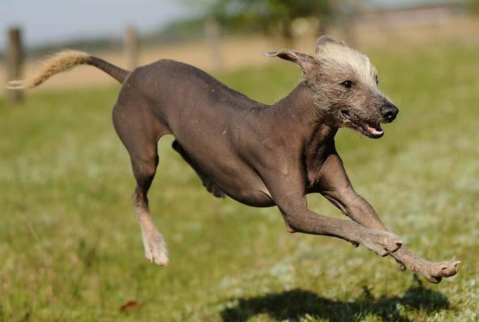 furry and hairless rat Peruvian Inca orchid Peru is home to hairless Inca orchids, one of the rarest dog breeds in the world.