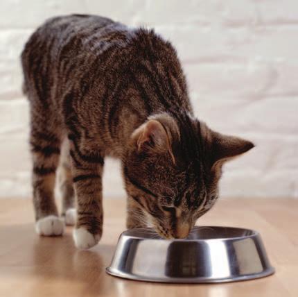 A cat eats food from a bowl. How to Feed Your Cat Some cats eat food that comes in a can.