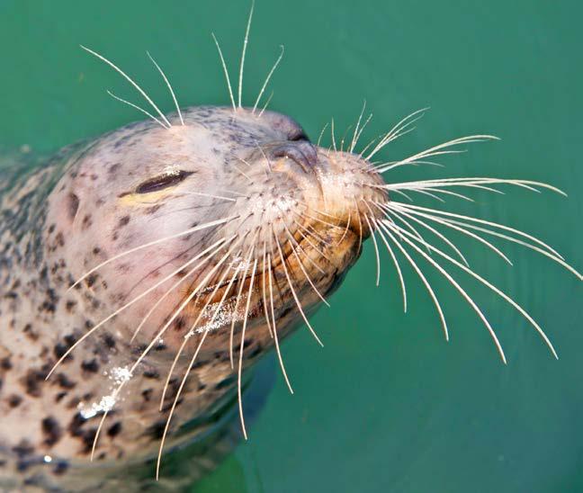 Whiskers in the Water Harbor seals have many long whiskers on their face.
