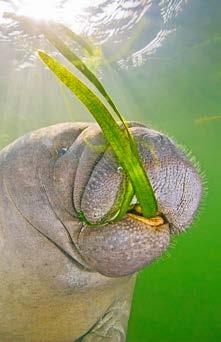 Manatees have whiskers on their whole body! They use their whiskers to feel moving water.