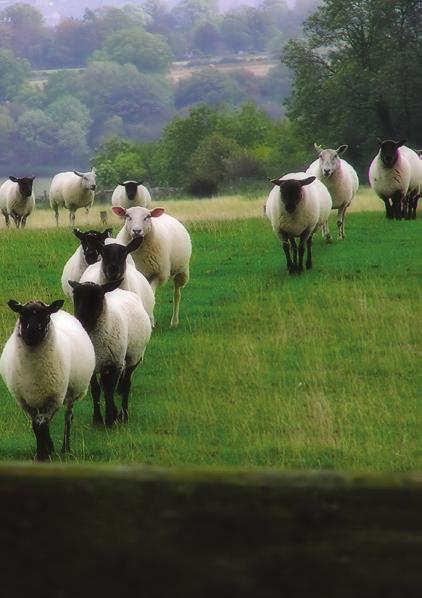Sheep are a characteristic part of the British landscape and have played an important part over centuries in shaping the UK s ecology, rural communities, industry and economy.