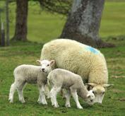 Shelter and shade Outdoor lambing has become increasingly popular since it reduces labour costs and offers reduced disease build up compared to housed lambing - the most significant costs in sheep