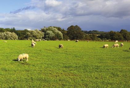 The problem is worsened by exposure to cold winds and contamination of the udder by mud which can predispose ewes to infection. Providing tree shelter belts can reduce the risk of mastitis.