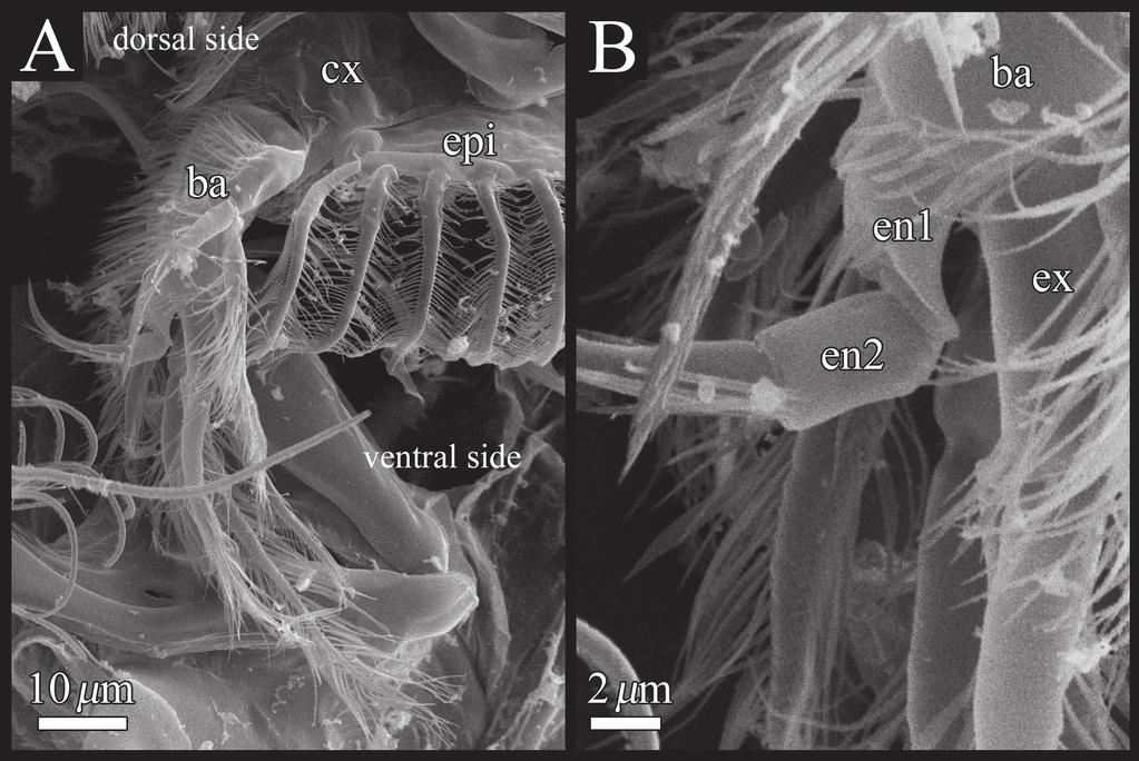 86 Hayato Tanaka & Akira Tsukagoshi / ZooKeys 294: 75 91 (2013) Figure 11. SEM images of male fifth limb of Polycopetta quadrispinata sp. n. A left lateral view B enlarged view of figure 11A.