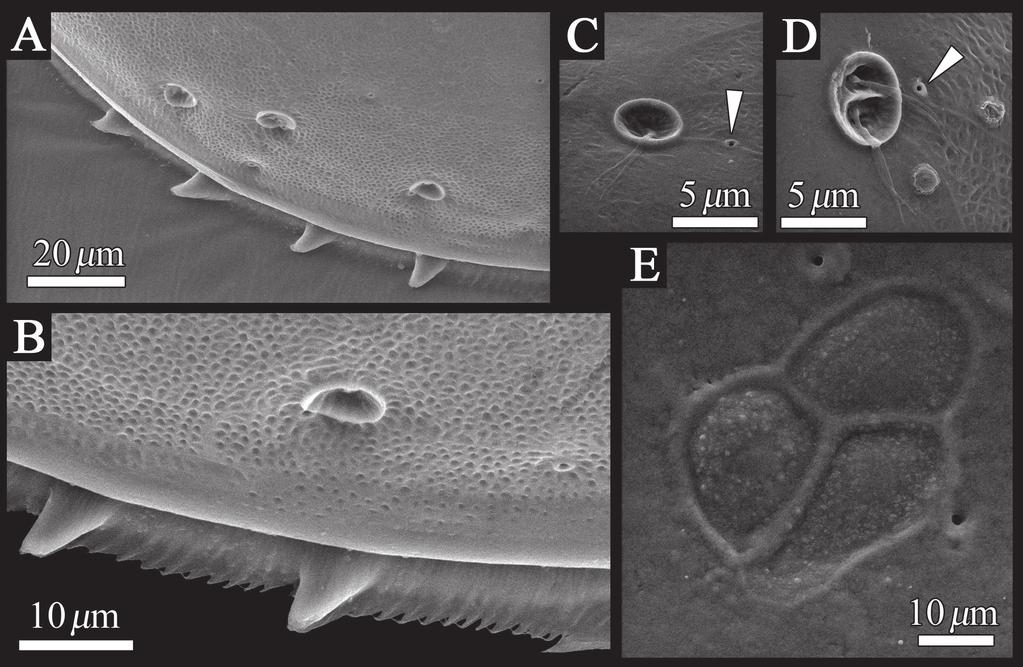 80 Hayato Tanaka & Akira Tsukagoshi / ZooKeys 294: 75 91 (2013) Figure 5. SEM images of the detailed structure of Polycopetta quadrispinata sp. n. valves.