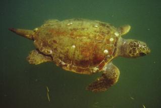 Loggerhead Turtle, Caretta caretta The loggerhead turtle (Figure 1.2) is the most common nesting turtle found in coastal U.S. waters, where it is listed as threatened under the Endangered Species Act.