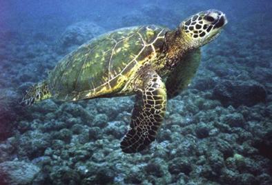 Cheloniid - hard-shelled sea turtles composed of the genera Chelonia, Caretta, Lepidochelys, Eretmochelys, and Natator; contrast to dermochelyid. Figure 1.3 Green turtle.