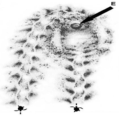 Figure 2-13. A loggerhead false crawl showing a primary body pit with an abandoned egg cavity (E). Figure 2-14.