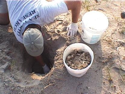 14th nests etc. FWC staff can help with any questions on proper sampling of nests for hatching success.