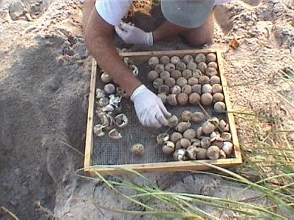Nest Inventory To conduct a nest inventory, begin by excavating the nest. Carefully dig down into the nest chamber with your hands until you reach eggs or eggshells.
