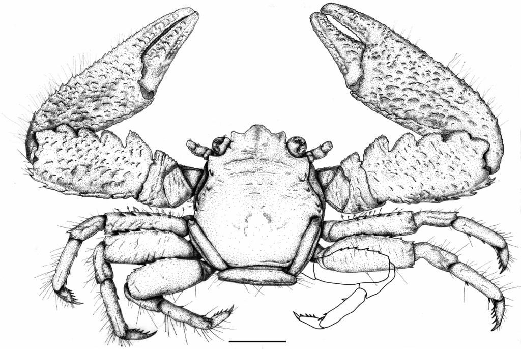 22 Alexandra Hiller & Bernd Werding / ZooKeys 617: 19 29 (2016) Figure 1. Petrolisthes paulayi sp. n. Male, holotype, dorsal view, UF43955, Line Islands, Palmyra Atoll.