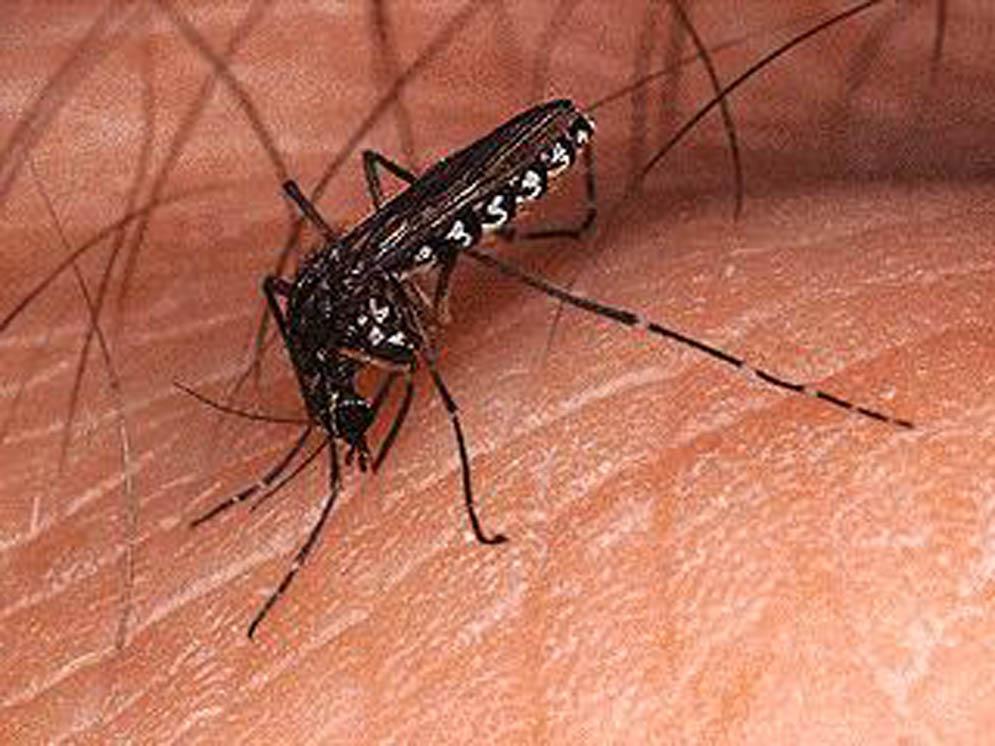 Mosquitoes In and Around the Home 3 disease. For more information see ENY-642, West Nile Virus (Rutledge et al. 2000) Eastern Equine Encephalomyelitis (EEE) Figure 4. Black salt marsh mosquito.