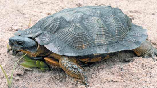 Threats Wood turtle populations have declined significantly across the species range 1.