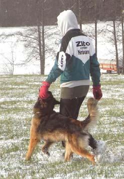The highest tracking score (99 points) went to a seasoned German Shepherd Dog.