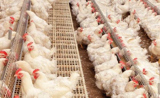 broiler breeder management ChainFeeding The chain feeding system is a very effective and reliable system for feeding broiler breeders, broilers and pullets.