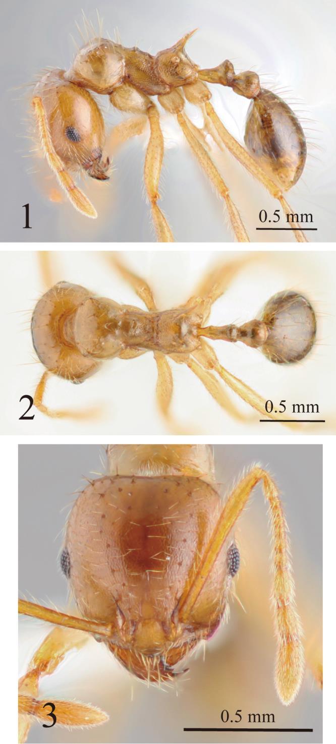 Second Vietnamese species of the myrmicine genus Lophomyrmex concavity where propodeal dorsum and spine meet.