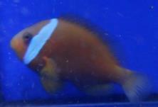 95 each Available Common Clownfish (Tank Bred) Amphiprion ocellaris Small