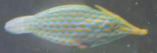 Small 14.95 each Out Of Stock Mimic Filefish Paraluteres Prionurus Medium 19.95 each Available Orange Spot Filefish 28.