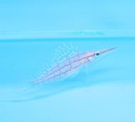 95 each Available Hawkfish / Hogfish / Miscellaneous Candy Cane Cardinal 18.95 Available Hi Fin Checker Hawk 29.