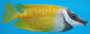 Magnifica 16.95 each Available Yellow Goby Gobiodon okinawae 9.