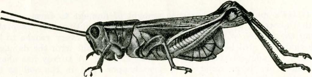 In some specimens the black color is more extensive, while in a small percentage of the locusts it fs the predominant color. The two-stripped grasshopper (Fig.