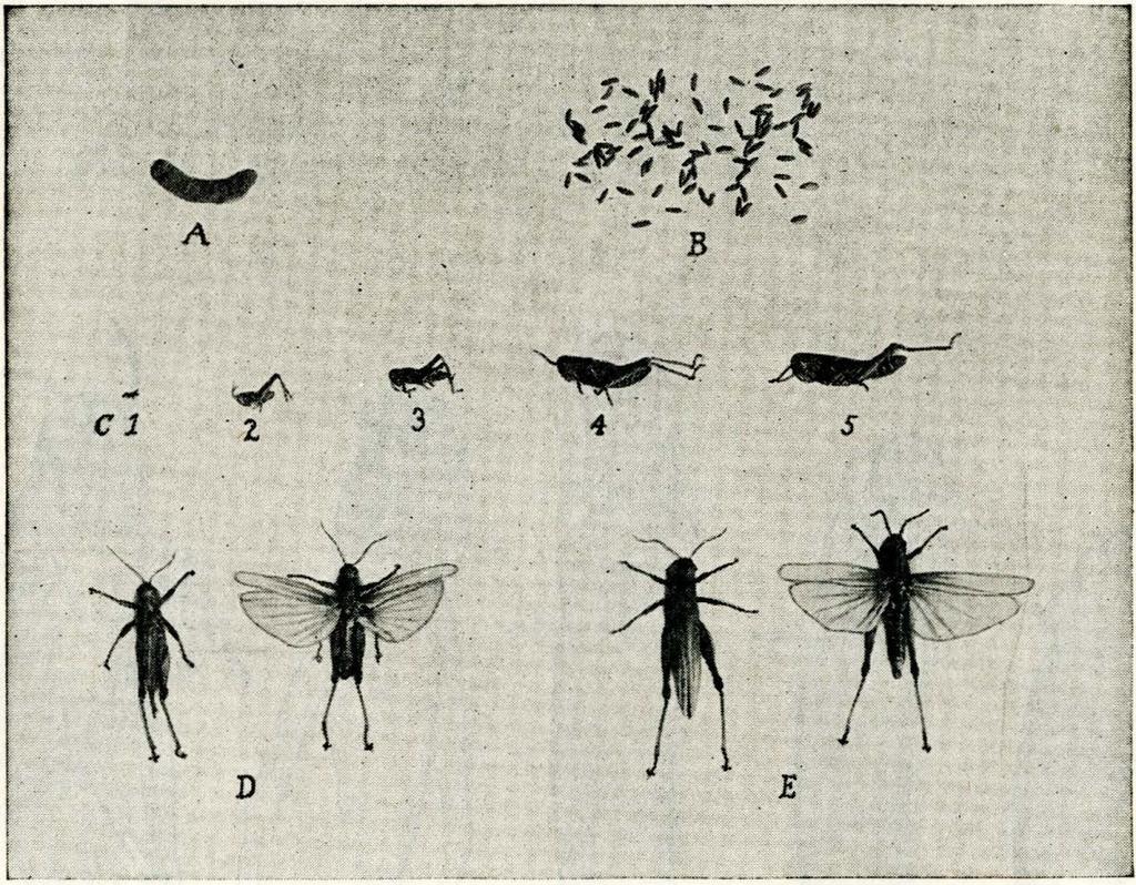 egg pod; B, eggs taken from one egg mass; C, 1, 2, 8, 4, 5, stages of immature grasshoppers ; D, male grasshoppers ; E, female grasshoppers. After Severin and Gilbertson.