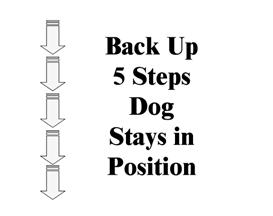 311. Back Up 5 Steps - Dog Stays in Position (43-12-16) While heeling, the handler reverses direction, walking backward at least five steps, without first halting, then continues heeling forward.